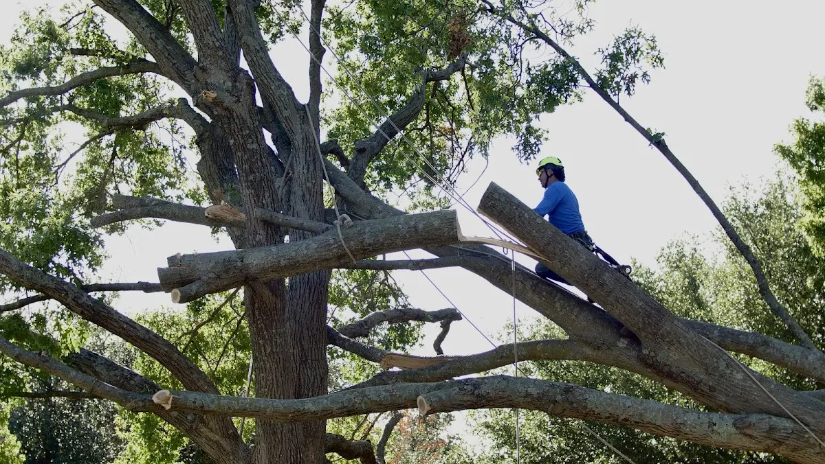 Professional Crown Thinning performed by certified arborists in Jordanville