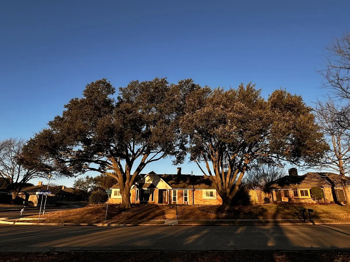 Established residential canopy tree shading a home in Jordanville
